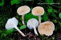 Leucopaxillus amarus-amf1240